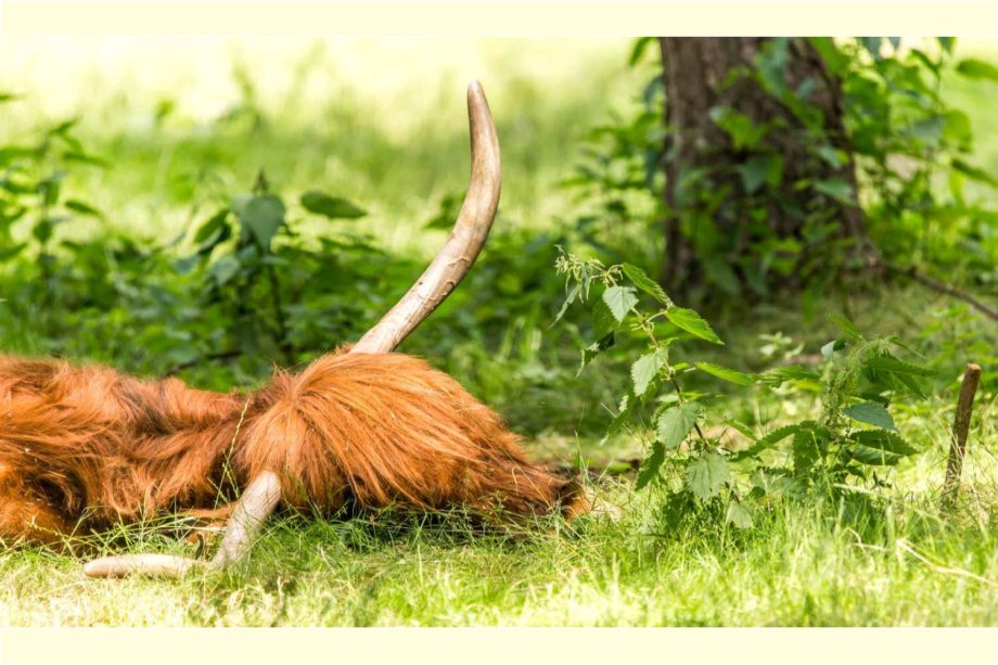 Wildpark "Alte Fasanerie"