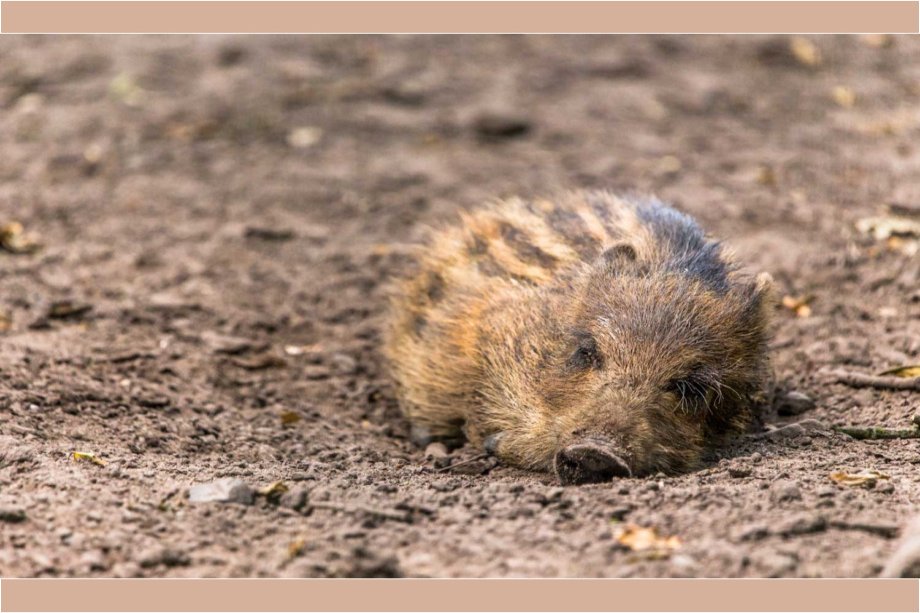Wildpark "Alte Fasanerie"