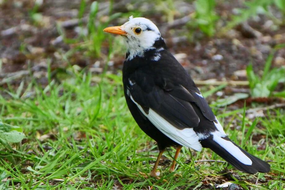 Albinoamsel