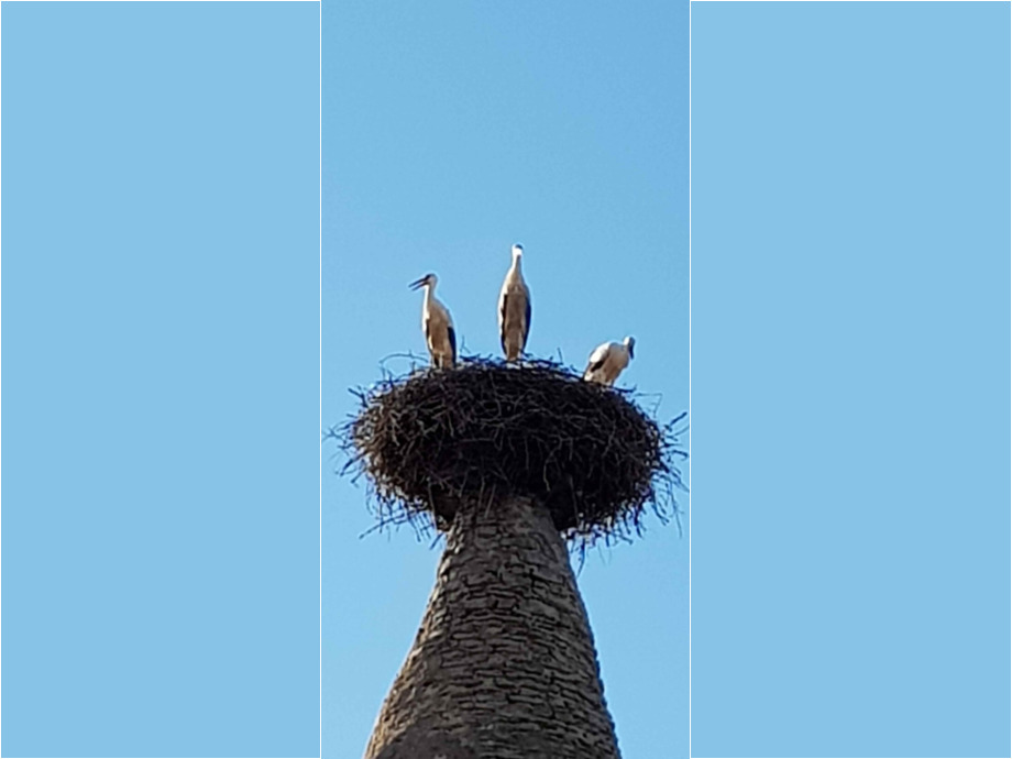 Storchennest