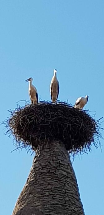 Storchennest