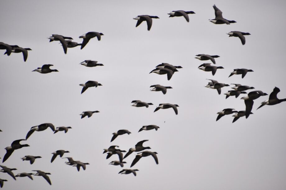 Schwarm von Nonnengänsen über der Hallig Hooge in der Winterrast