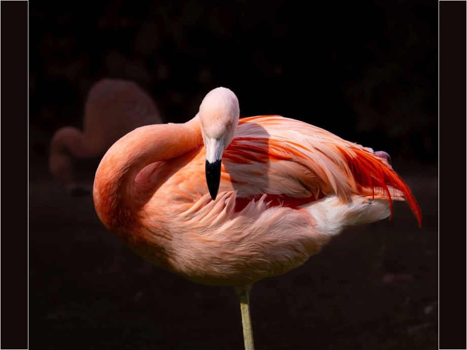 Flamingo
