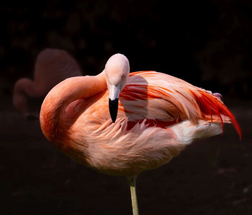 Flamingo