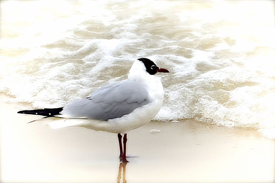 Möwe in der Brandung