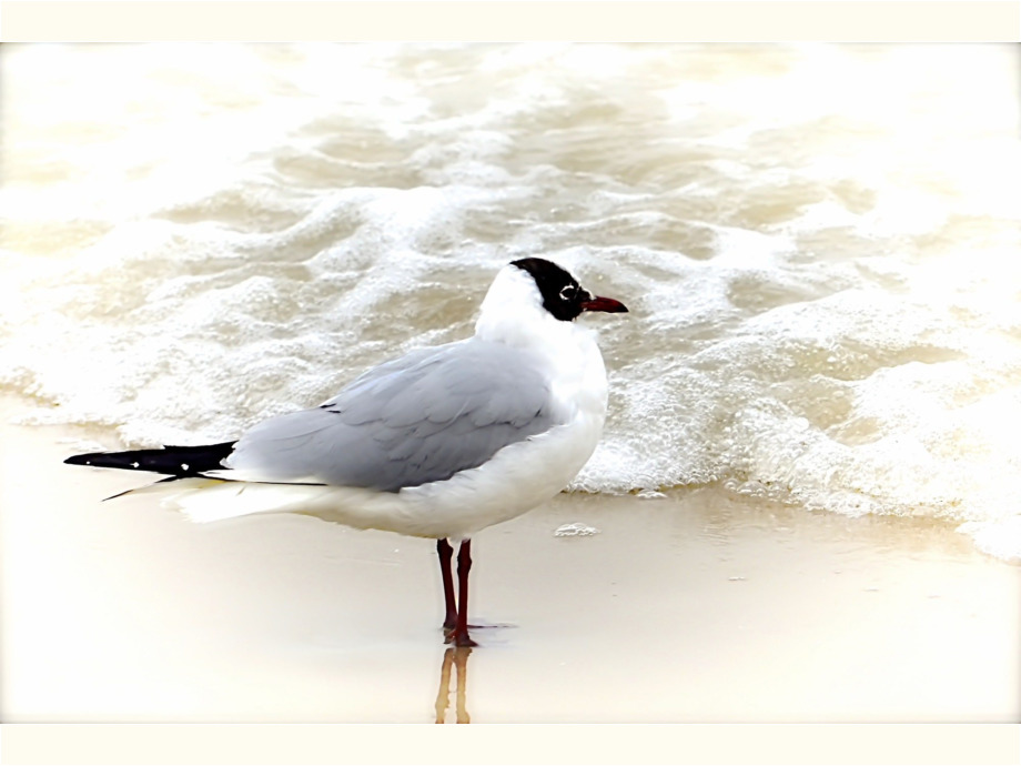 Möwe in der Brandung