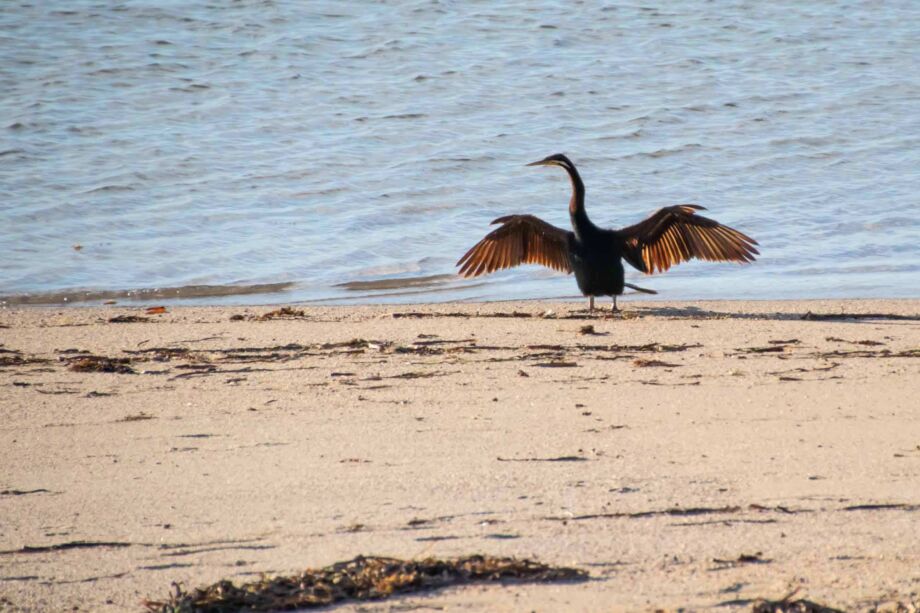 Kormoran