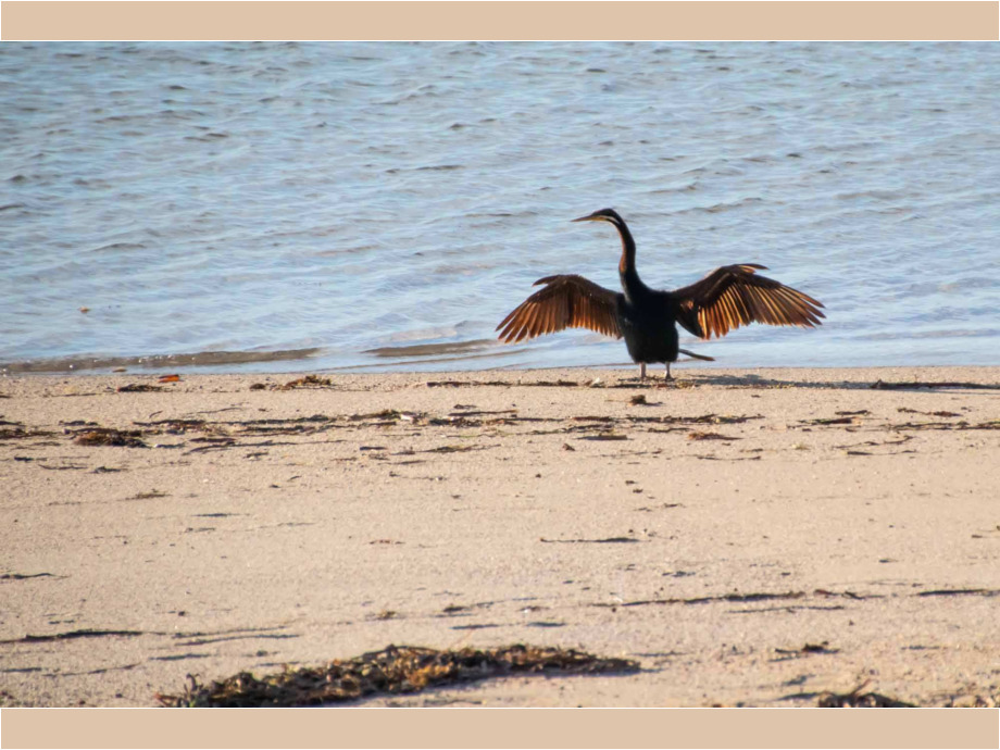 Kormoran