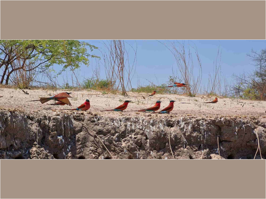 Vogeltreffen