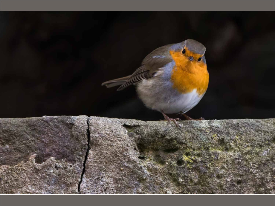 Rotkehlchen