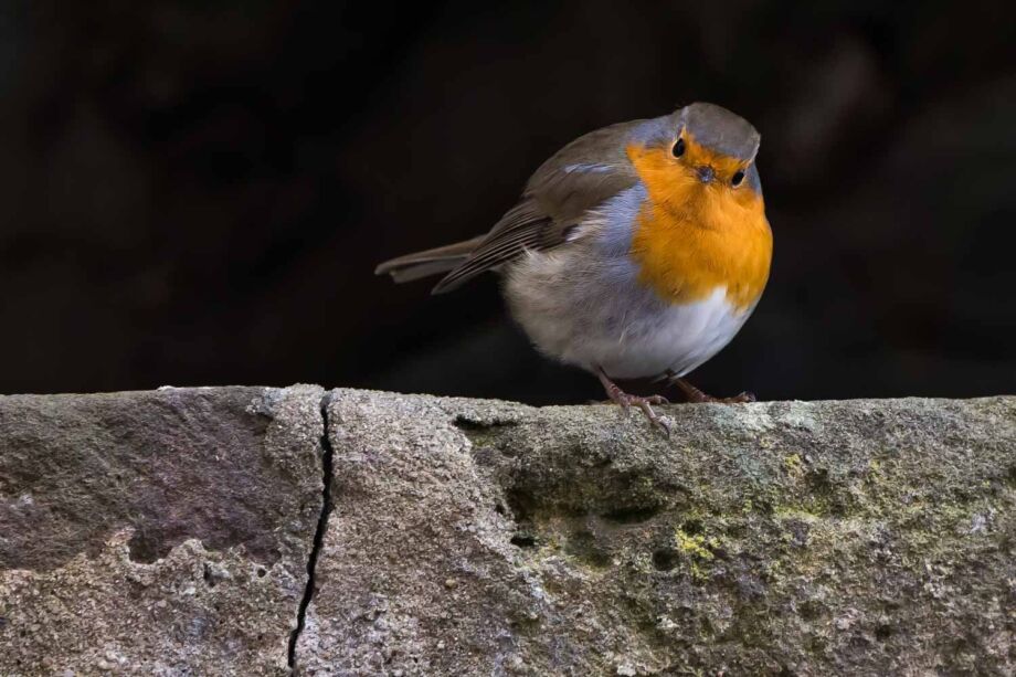 Rotkehlchen