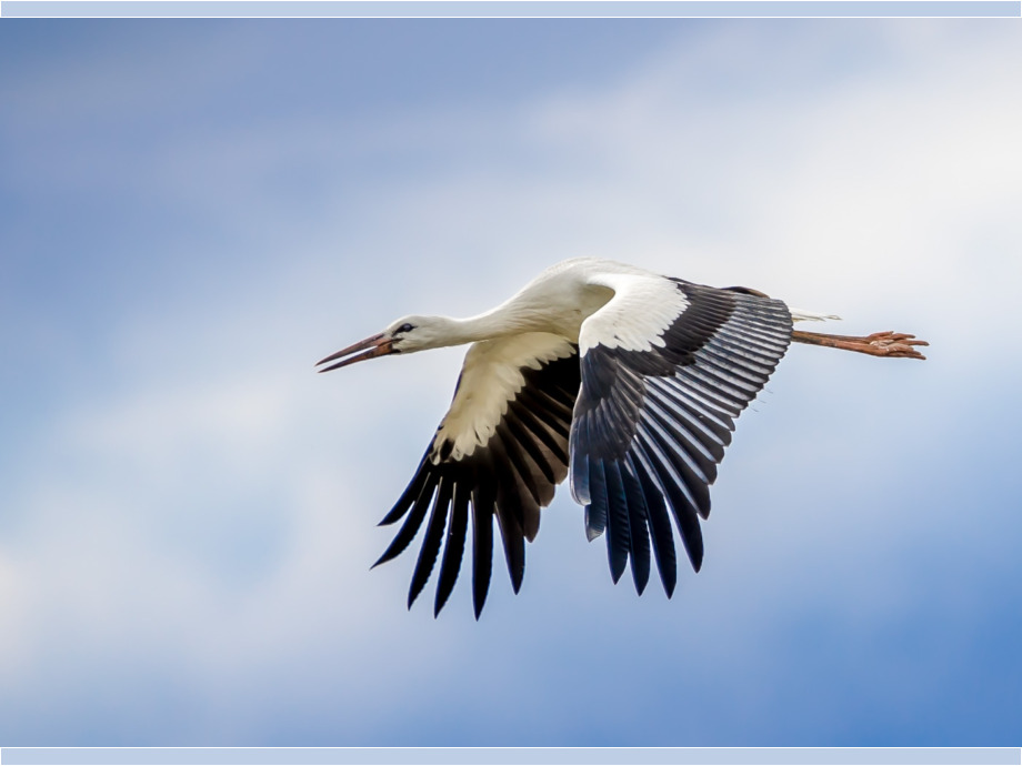Storch