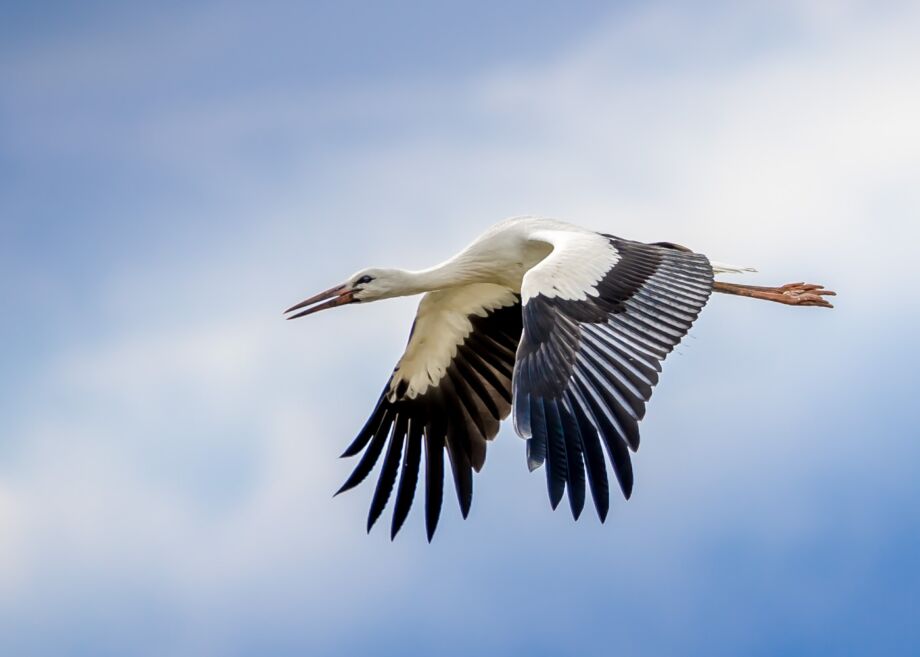 Storch