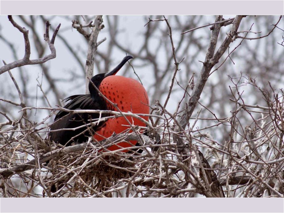 Im Nest