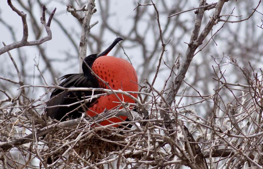 Im Nest