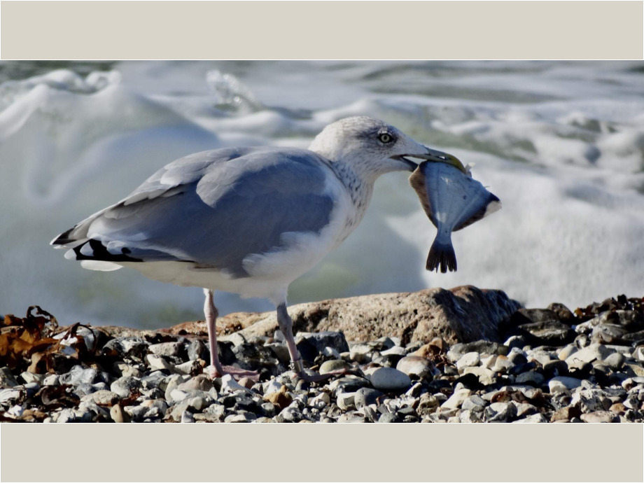 Möwe mit Futter