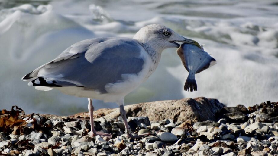 Möwe mit Futter