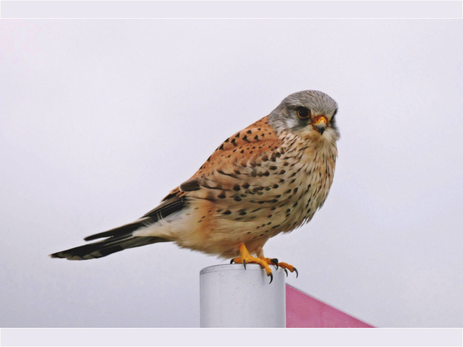 Junger Falke