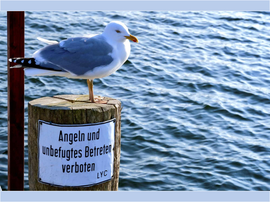Möwe auf verbotenen Wegen