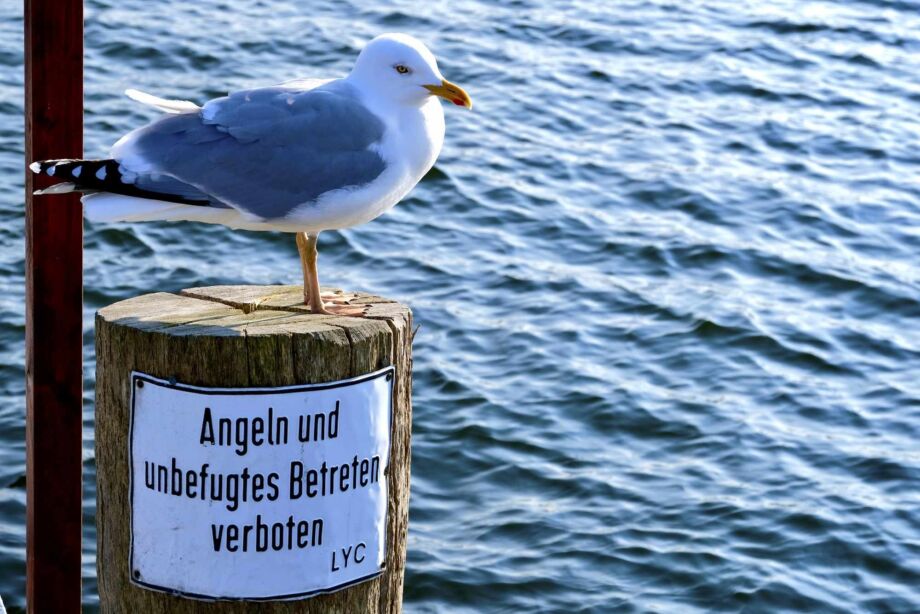 Möwe auf verbotenen Wegen