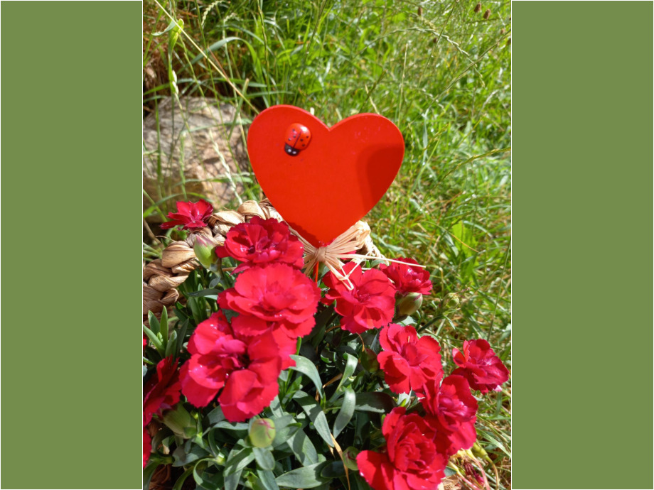 Herzblumen