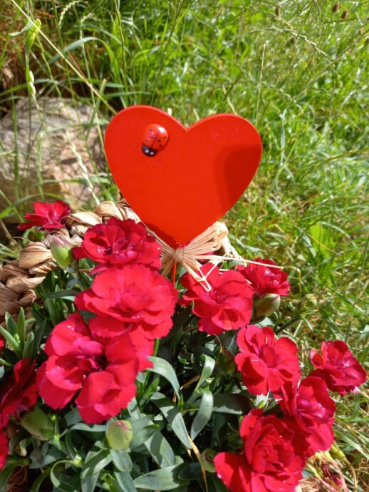 Herzblumen