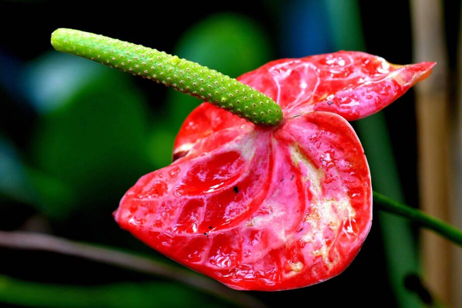 Blüte