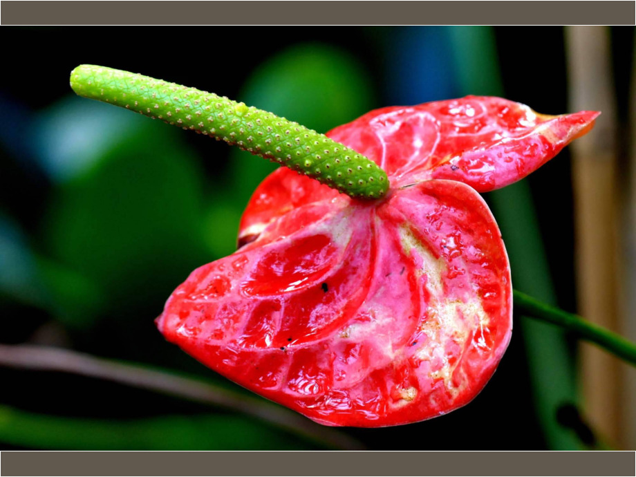 Blüte