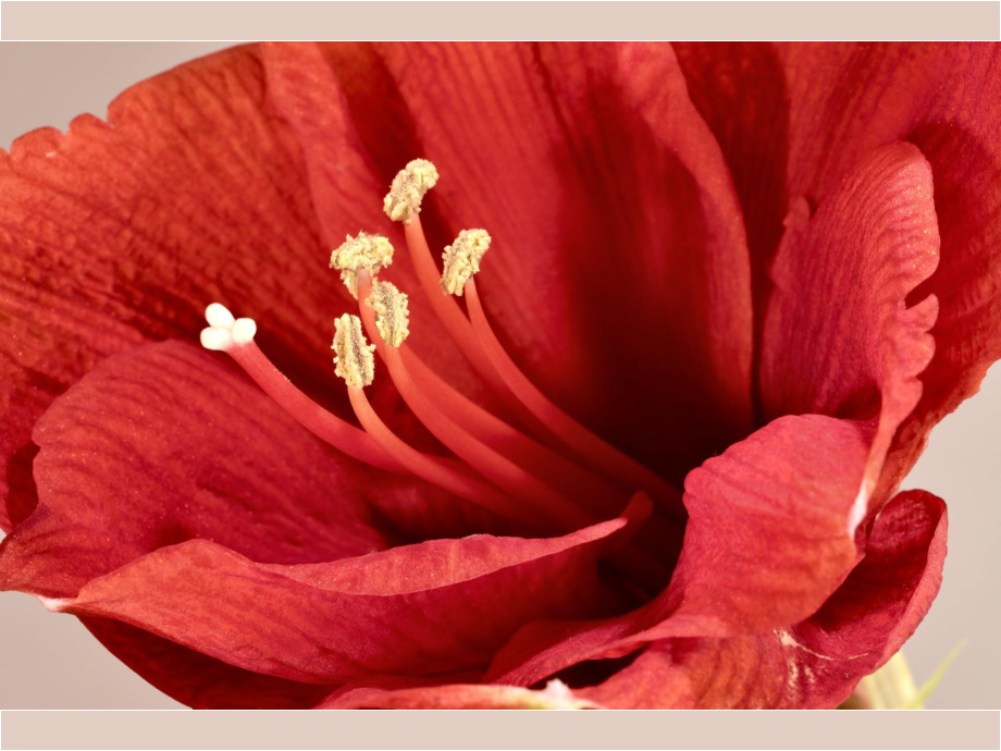 Amaryllis