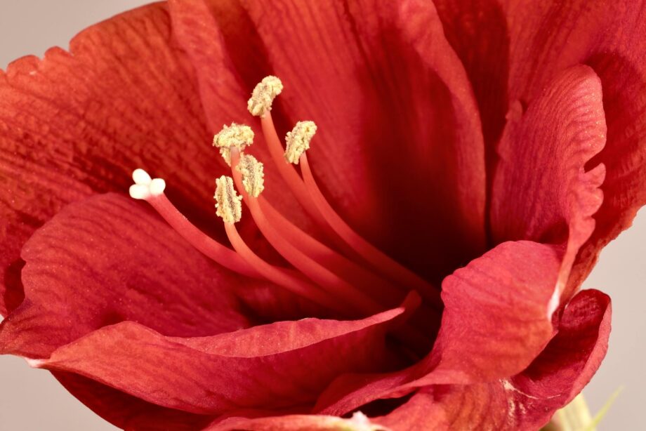 Amaryllis