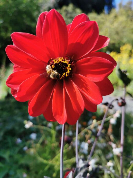 Blüte