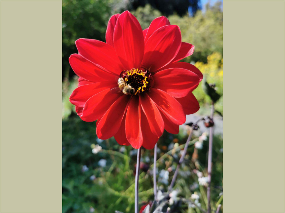 Blüte
