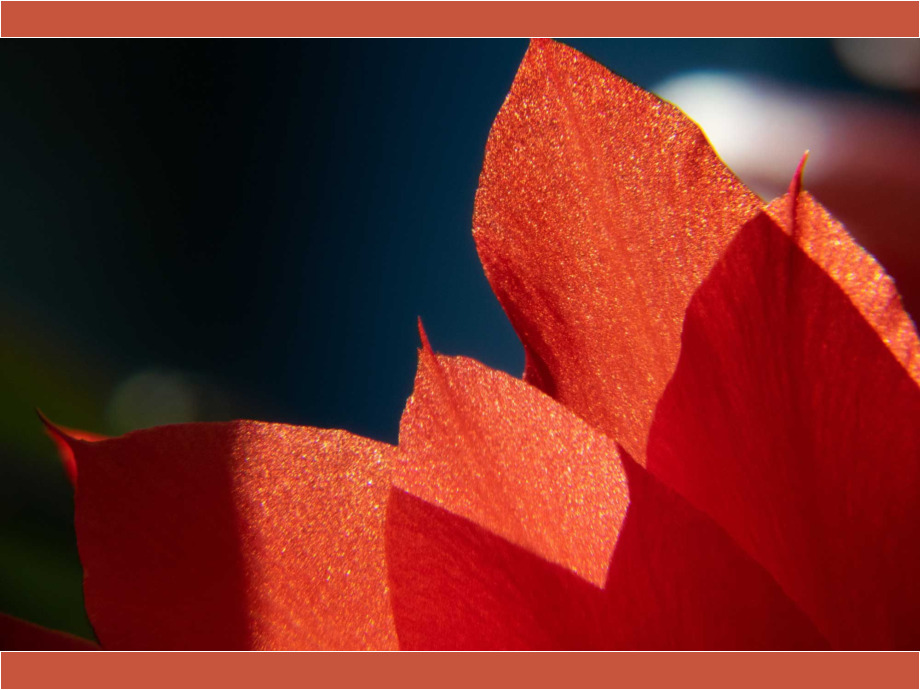 Teil einer Kaktusblüte