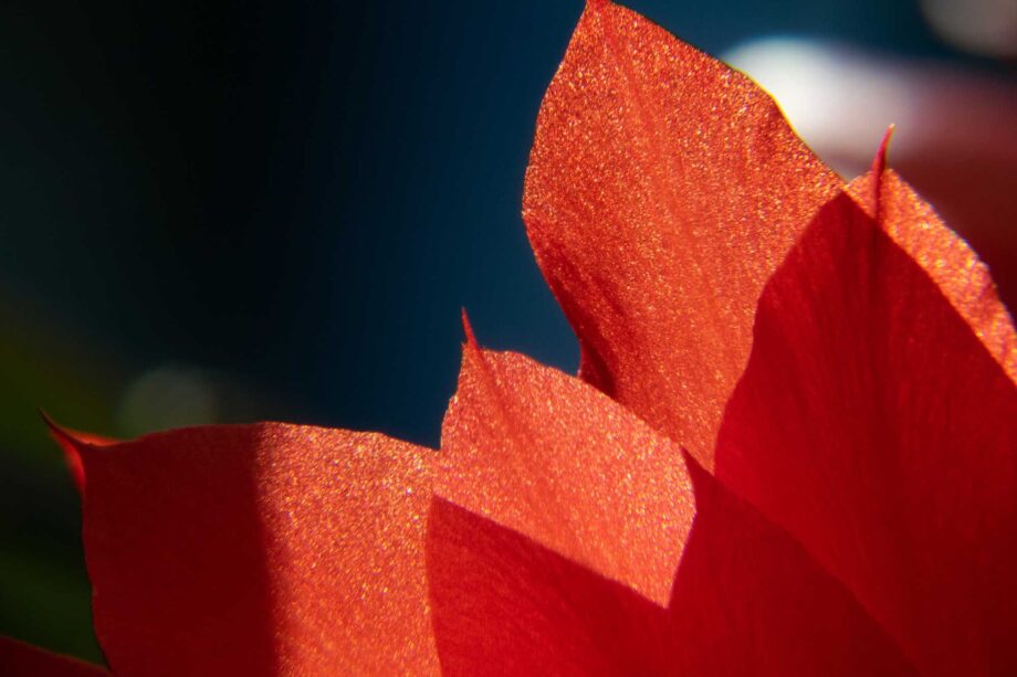 Teil einer Kaktusblüte
