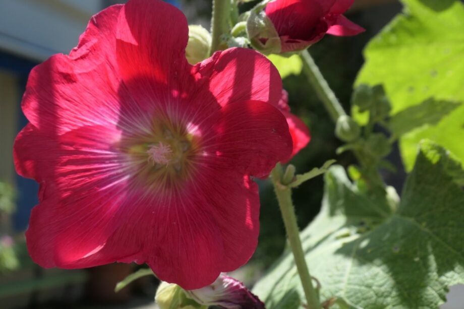 Blüte