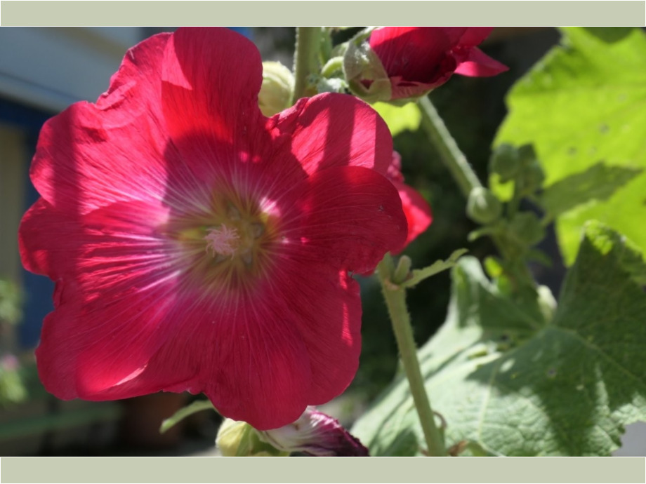 Blüte