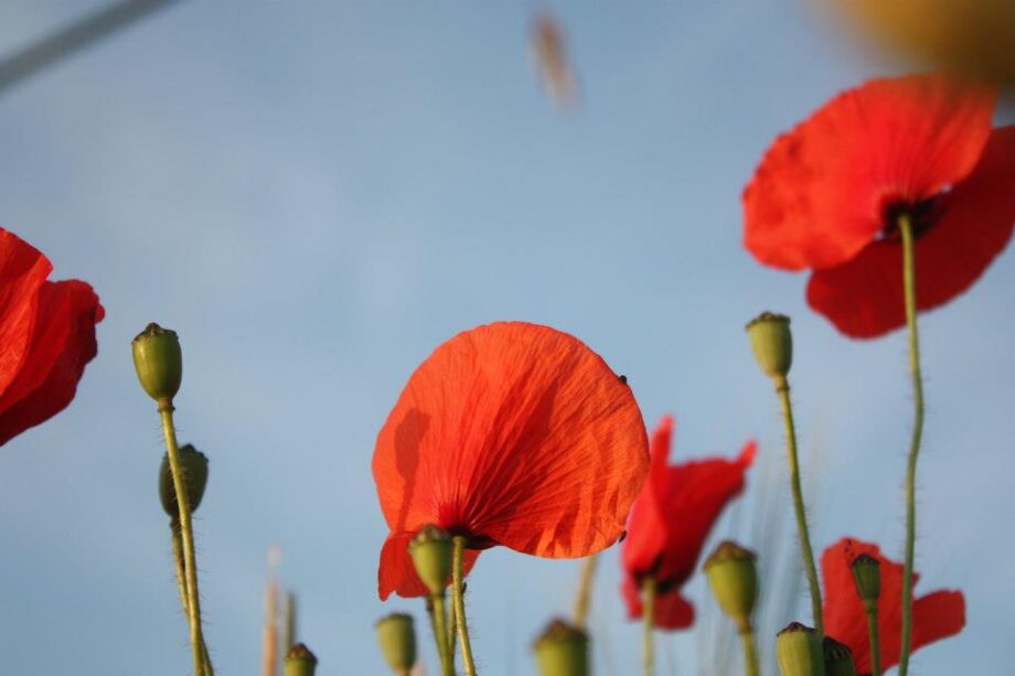 Lieblingssommerblumen