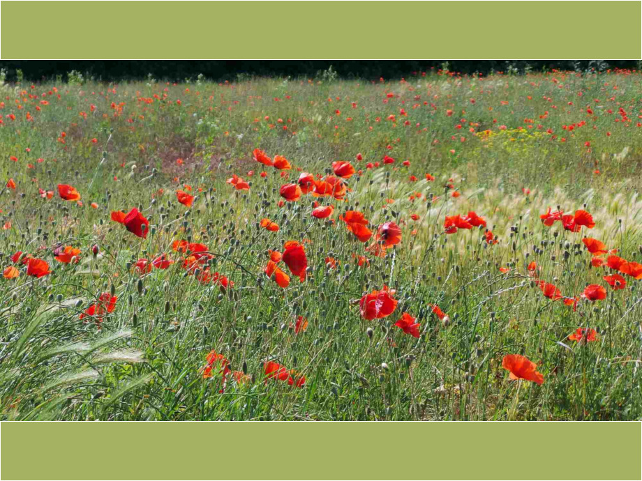 Mohnblüten