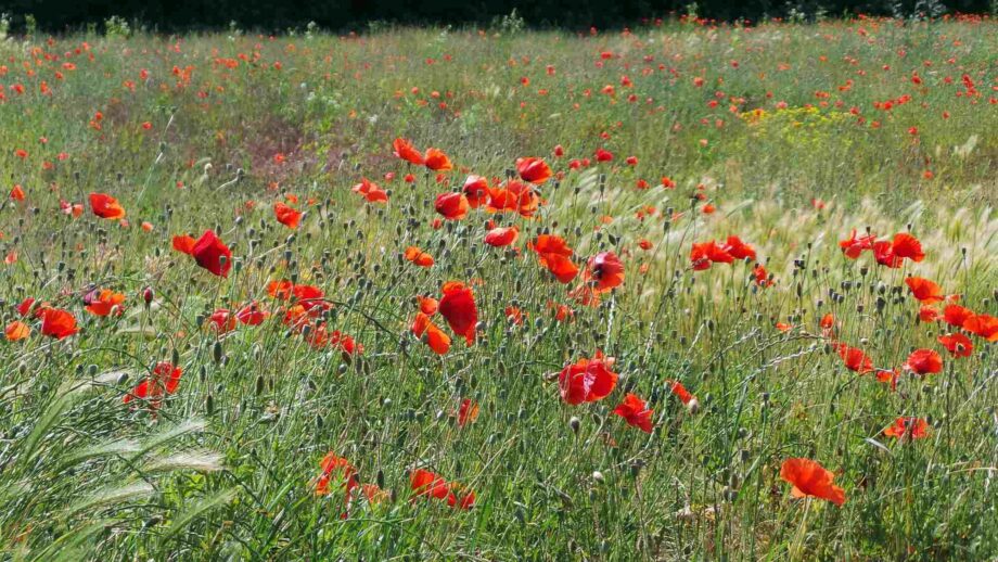 Mohnblüten