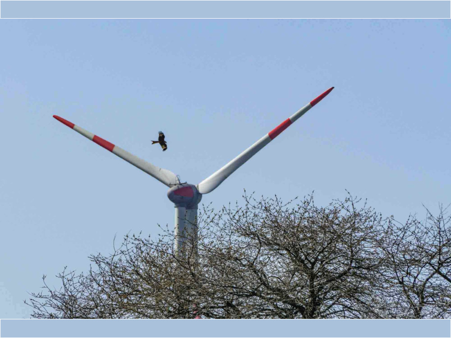 Rotmilan zwischen Windfluegeln