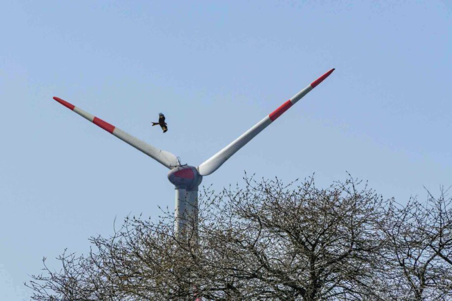 Rotmilan zwischen Windfluegeln