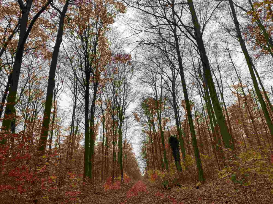 Ein böser Wolf im Wald?