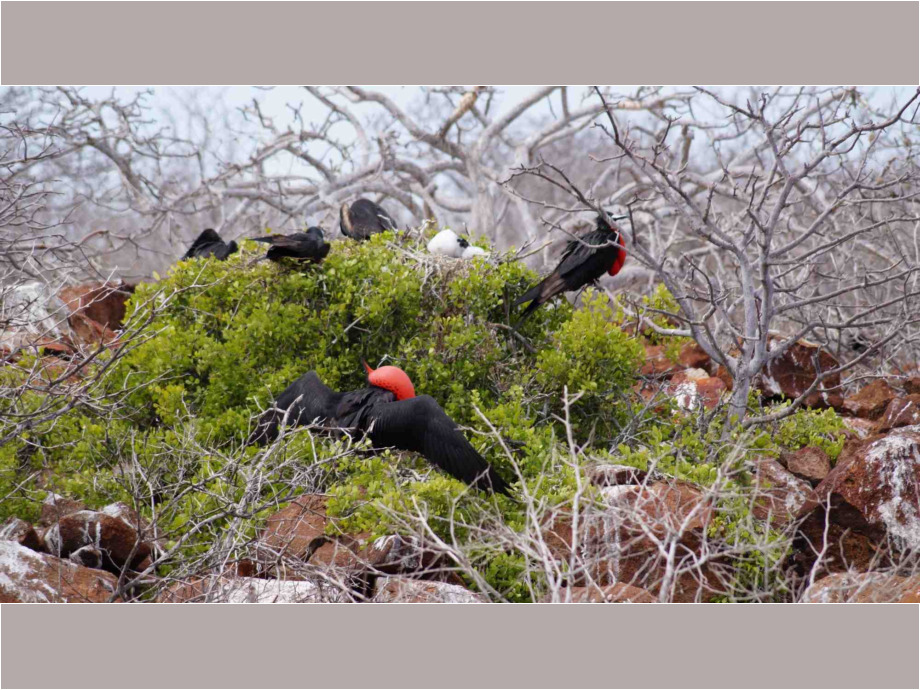 Plaza Sur, eine kleine Insel der Galápagos-Inseln und ein "Garten Eden"