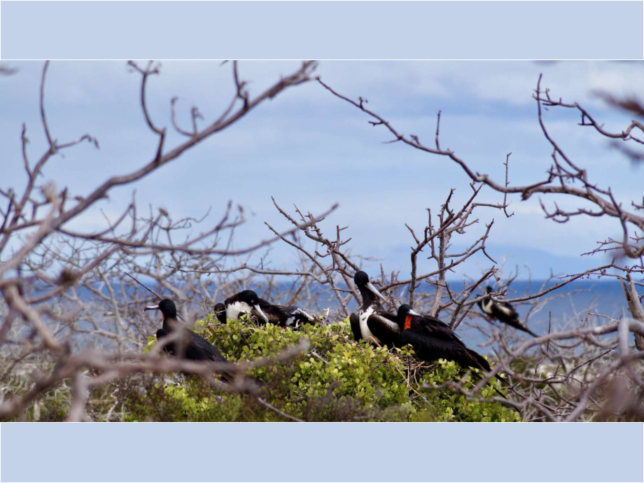 Plaza Sur, eine kleine Insel der Galápagos-Inseln und ein "Garten Eden"