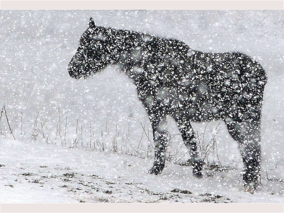 Pferd im Schnee
