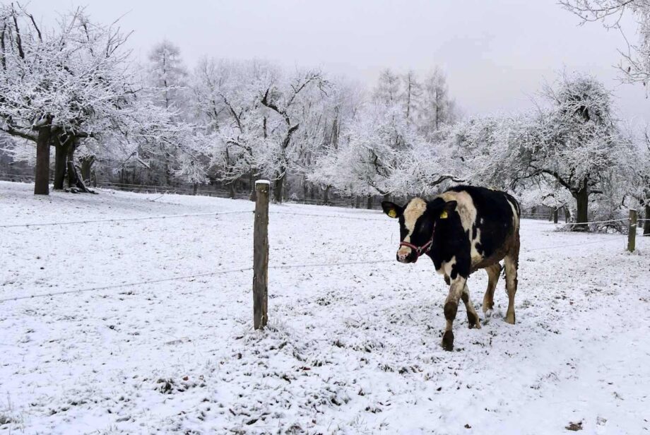 Kuh im Schnee Kuh im Schnee
