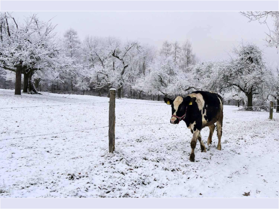 Kuh im Schnee