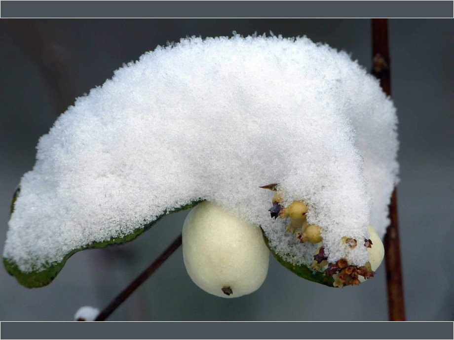 Knallerbsen mit Schnee