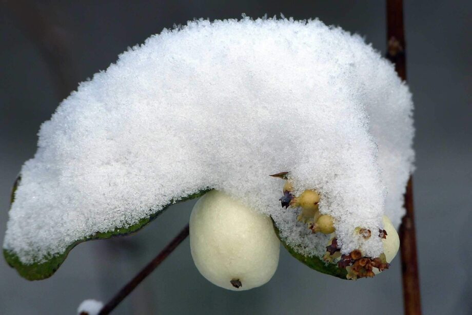 Knallerbsen mit Schnee Knallerbsen mit Schnee