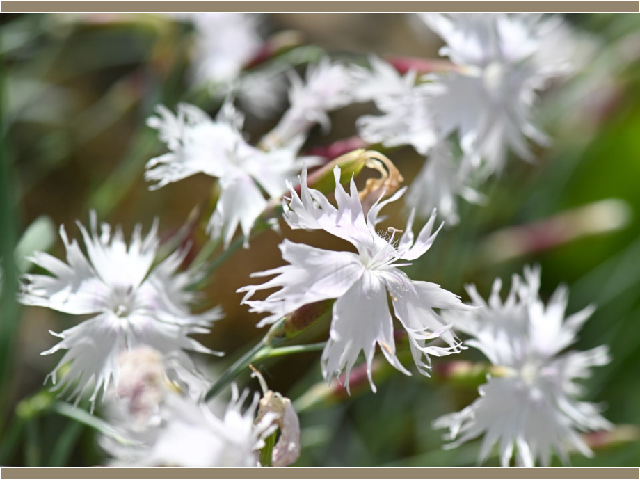 Nelke im alpinen Steingarten botanischer Garten Gießen